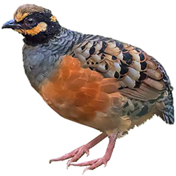 Chestnut-bellied Partridge